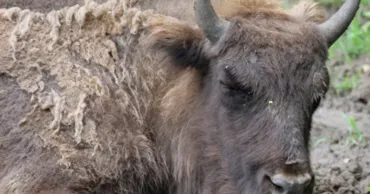 Caz îngrozitor în România: Peste 200 de bizoni și cerbi, lăsați să moară de foame