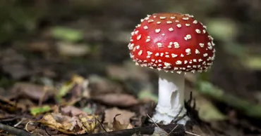 Tentativă de introducere în Moldova a unor droguri obținute din ciuperci halucinogene