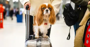 В ЕС изменили правила перевозки домашних животных