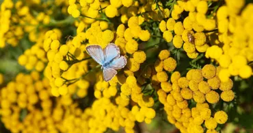 Floarea „nemuritoare” care rezistă secetei și colorează câmpurile pârjolite