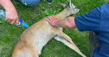 Un căprior rănit a fost salvat de un grup de drumeți: A fost dus la veterinar