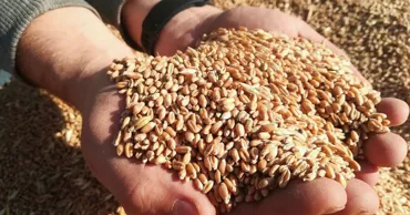 Prelucrarea costisitoare a cerealelor reduce competitivitatea agrobusinessului moldovenesc