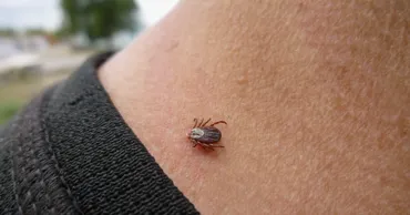 Всё больше людей и домашних животных в Кишиневе страдают от укусов клещей