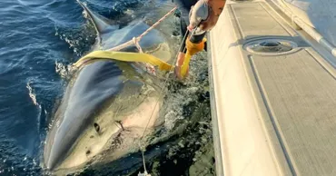 Un rechin mascul alb cu lungime record, descoperit lângă coastele Canadei