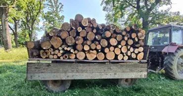 В Окницком районе мужчину оштрафовали почти на 8 тысяч леев за вырубку 7 деревьев