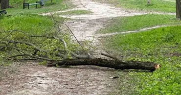 В парке на Рышкановке упавшее дерево убило пенсионера