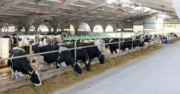 De la fermă la raft: Guvernul vrea să crească producția de lactate în Moldova