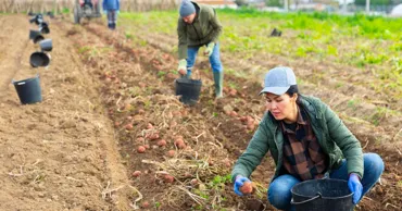 Sistemul e-Zilieri: Activitate lucrătorilor sezonieri va fi digitalizată în Moldova