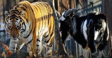 В Приморье рассказали о состоянии тигра Амура после смерти козла Тимура.
