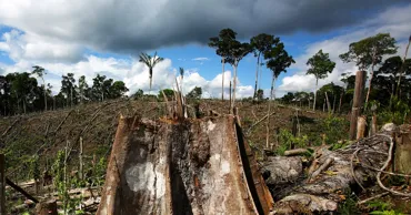 Încălzirea globală cu 1,5 °C poate distruge 70% din pădurile Amazonului