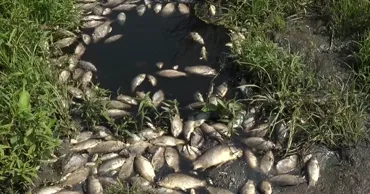 Pești morți și ape contaminate după atacurile cu drone de lângă Moscova