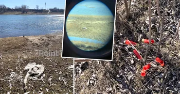 В Молдове на берегу Днестра обнаружены мертвые лебеди