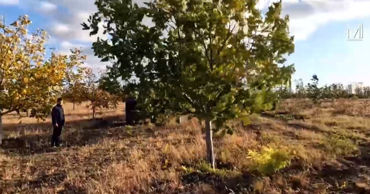 Peste 100 de hectare de nuci, afectate de înghețuri în raionul Soroca