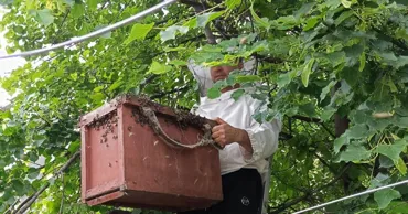 Un bărbat din Râbnița s-a lăsat acoperit de albine pentru a salva roiul