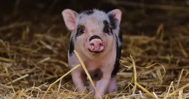 Porcii vietnamezi, tot mai căutați ca animale de companie. Pot ajunge la 100 kg