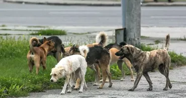 В Молдове почти 100 детей пострадали от укусов собак в 2026 году