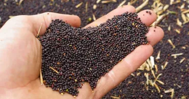 Moldova a exportat rapiță din recolta nouă în valoare de aproape 3 miliarde de lei