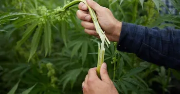 Un expert ceh va consulta fermierii moldoveni privind cultivarea cânepii industriale
