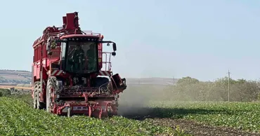 Mai puțină sfeclă, zahăr mai scump? Fermierii avertizează asupra riscurilor