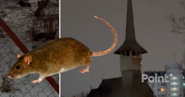 Locuitorii din Chișinău se plâng de o invazie de șobolani în centrul orașului