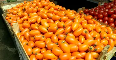 У молдавских фермеров отличный урожай, но продавать помидоры негде