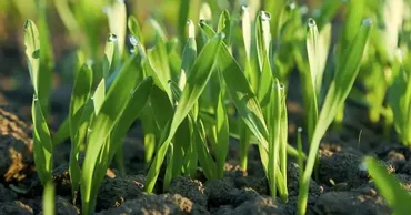 В Молдове началась массовая кампания сева озимых колосовых культур – пшеницы и ячменя