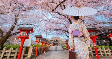 Япония может лишиться сакуры уже в ближайшие десятилетия