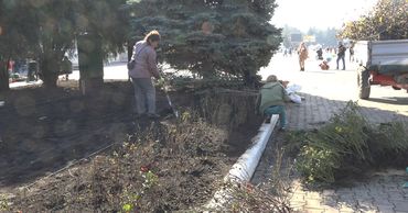 В Бельцах высадят около 8 тысяч кустов роз. Фото: btv.md.