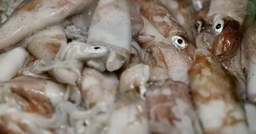 Кальмары захватывают Северное море