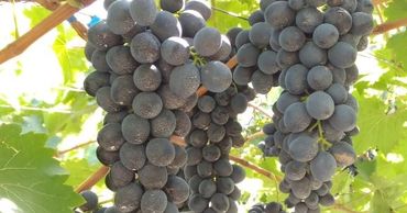 Прогноз урожая столового винограда поздних сортов пока не корректируется. Фото: east-fruit.com.