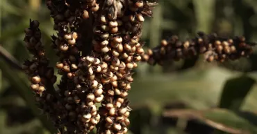 Sorgul, alternativa la porumb: Fermierii din R. Moldova caută soluții în fața secetei