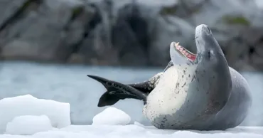 Ученые: Киты и тюлени могут погибнуть из-за шума судов в Арктике