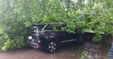 В Бельцах из-за ветра упали деревья: пострадал прохожий, повреждены автомобили