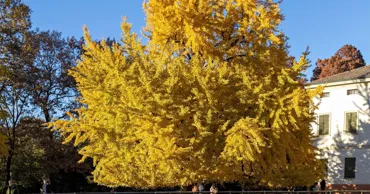 В Кишиневе предложили высадить парк из уникального растения