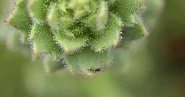 Darwin a avut dreptate după 150 de ani: Planta carnivoră care își digeră victimele