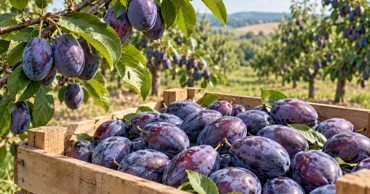 Aproape 80% din prunele exportate de R. Moldova ajung în UE: Principalele piețe