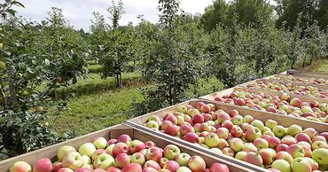 Садоводы Молдовы корректируют летний прогноз урожая яблок. Фото: east-fruit.com.