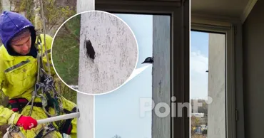 В Кишиневе дятел сделал дупло в утеплителе многоэтажного жилого дома