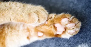 Un bărbat din Bălți, cercetat penal după ce ar fi ucis o pisică