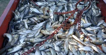 Почти 22 тонны промысловой рыбы выпустили в Днестр и водохранилища на левобережье