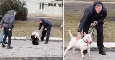 В Бельцах мужчина натравил бойцовскую собаку на бездомного пса