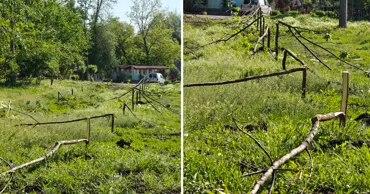 Vandalii au tăiat puieții plantați acum câteva săptămâni în Capitală