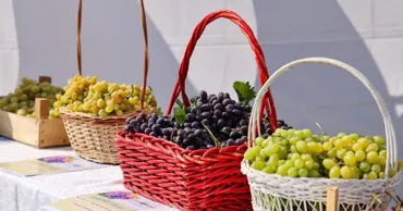 A XI-a ediție a Festivalului național al Strugurelui, la Cimișlia