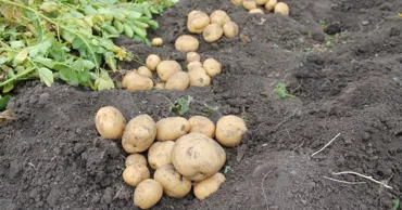 В Молдове сокращаются площади под картофелем