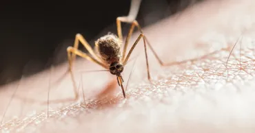 De ce nu ar trebui să te scarpini după o înțepătură de insectă? Ce spun cercetătorii
