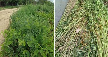 В Бубуечь полицейские обнаружили 230 растений конопли среди кукурузы.