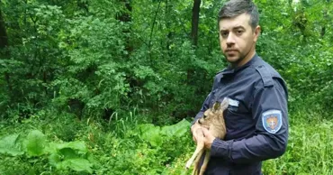 В Ниспоренском районе спасли детёныша косули