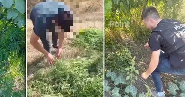 В Кишинёве полиция обнаружила десятки кустов конопли