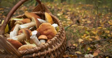 В Молдове фиксируют рост отравлений грибами: врачи дают рекомендации