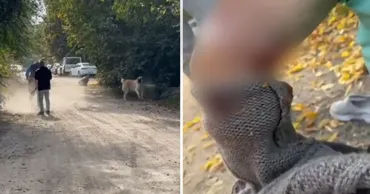 O femeie din Bălți s-a ales cu răni grave după ce a fost atacată de un câine